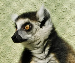 ワオキツネザル(夢見ヶ崎動物公園)