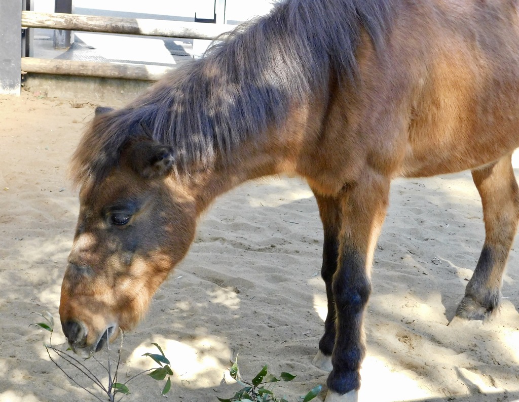 与那国馬(上野動物園)