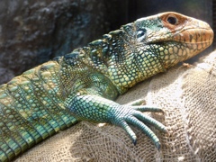 ガイアナカイマントカゲ(上野動物園)