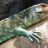 ガイアナカイマントカゲ(上野動物園)