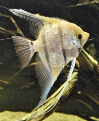 スカラレ・エンゼル(カワスイ　川崎水族館)