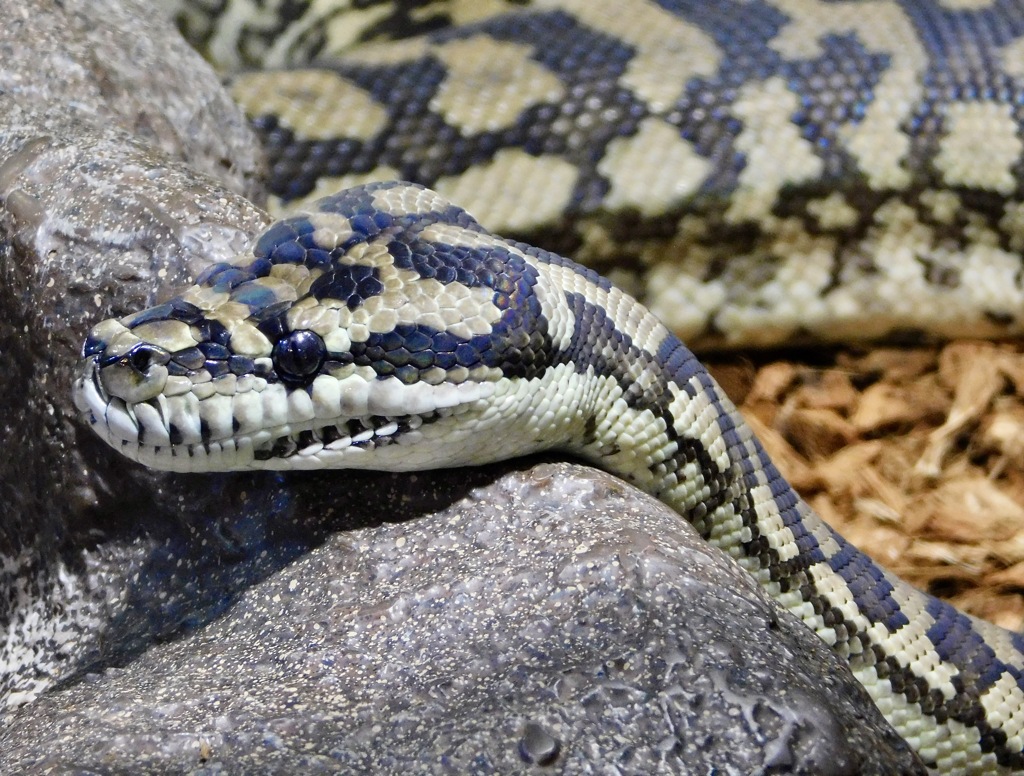 コースタルカーペットニシキヘビ(足立区生物園)