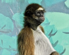 ブラウンケナガクモザル(江戸川区自然動物園)