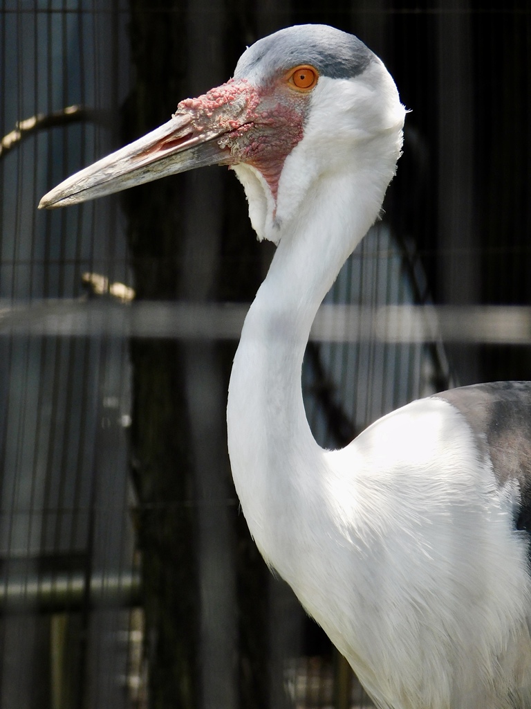 ホオカザリヅル(上野動物園)