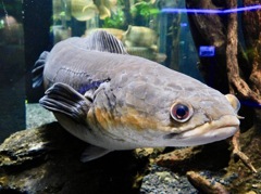 チャンナ・マルリオイデス(カワスイ　川崎水族館)