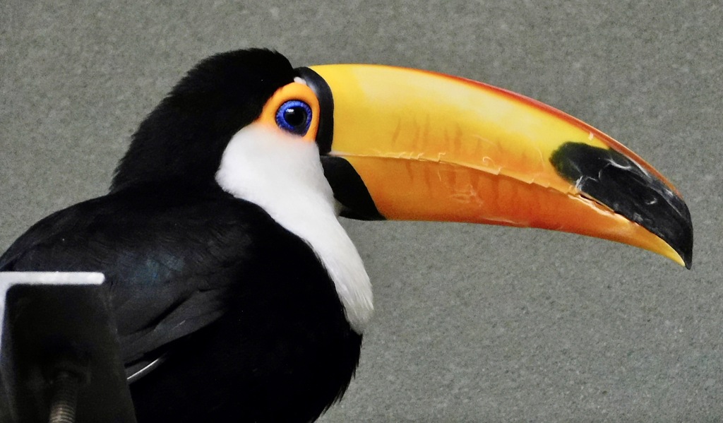 オニオオハシ(カワスイ　川崎水族館 )