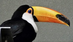 オニオオハシ(カワスイ　川崎水族館 )