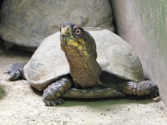 カロリナハコガメ(野毛山動物園)