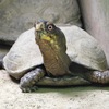 カロリナハコガメ(野毛山動物園)