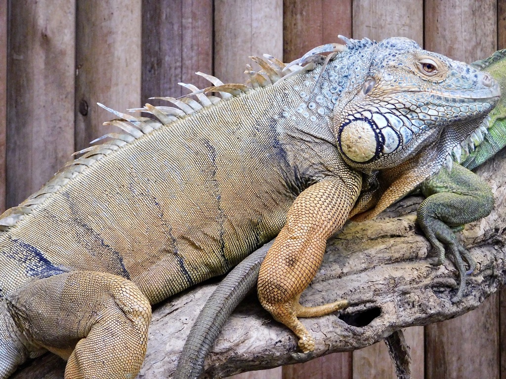 グリーンイグアナ(神戸どうぶつ王国)