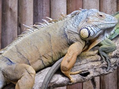 グリーンイグアナ(神戸どうぶつ王国)