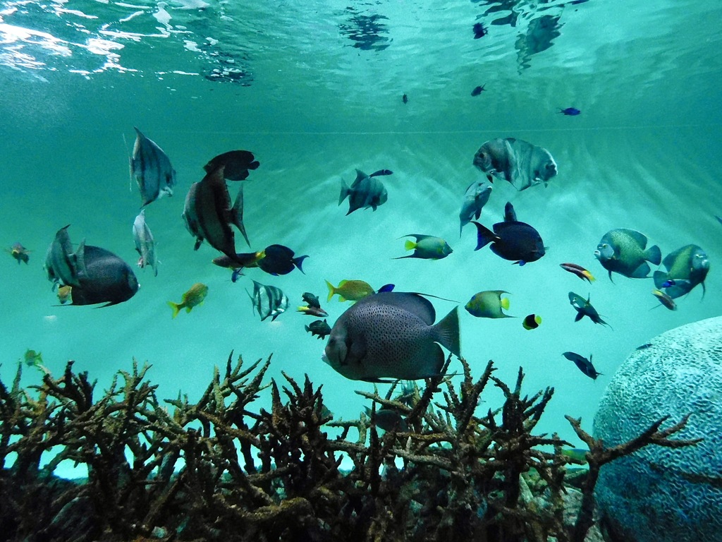 カリブ海水槽(葛西臨海水族園)