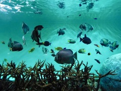 カリブ海水槽(葛西臨海水族園)