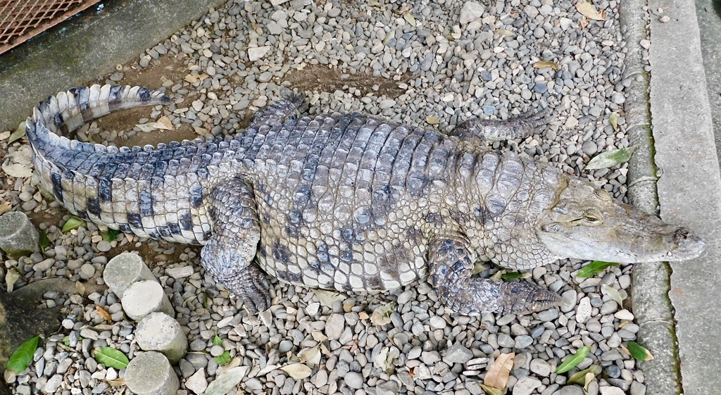 太ってるナイルワニ(熱川バナナワニ園)