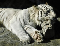 ホワイトタイガー(東武動物公園)