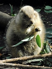 オグロプレーリードッグ(上野動物園)