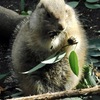 オグロプレーリードッグ(上野動物園)