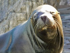 オタリア(江戸川区自然動物園)