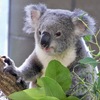 コアラ(金沢動物園)