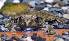 ムカシツチガエル(上野動物園)