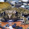 ムカシツチガエル(上野動物園)