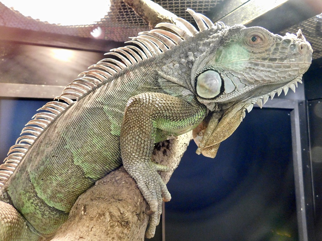 グリーンイグアナ(上野動物園)