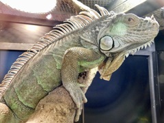 グリーンイグアナ(上野動物園)