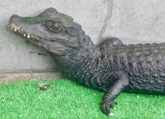 コビトカイマン(熱川バナナワニ園)