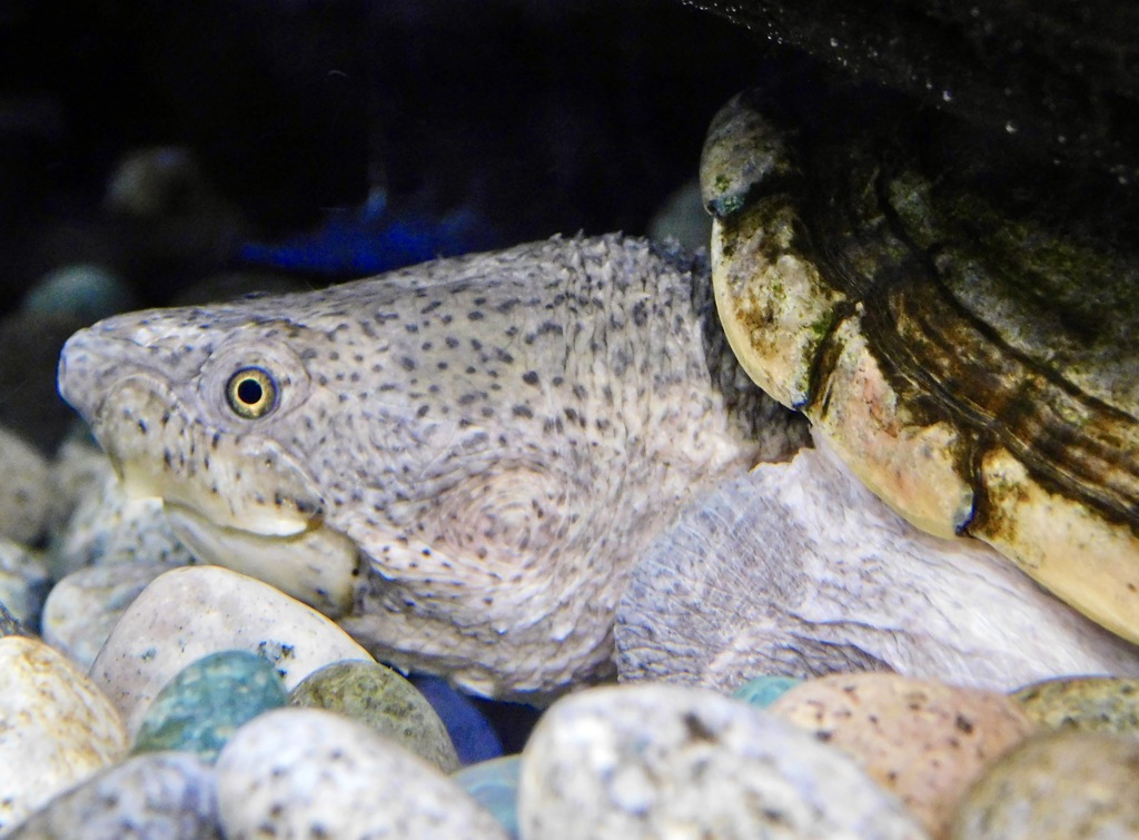 カブトニオイガメ(江戸川区自然動物園)