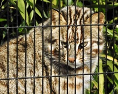 アムールヤマネコ(井の頭自然文化園)