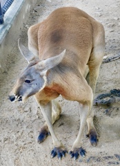 アカカンガルー(神戸市立王子動物園)