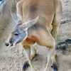 アカカンガルー(神戸市立王子動物園)
