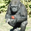 ニシローランドゴリラのスモモ(上野動物園)