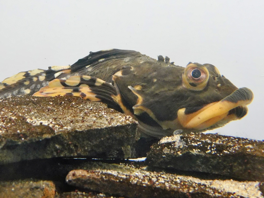 ショートホーンスカルピン(葛西臨海水族園)