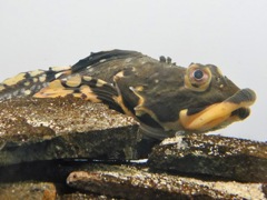 ショートホーンスカルピン(葛西臨海水族園)