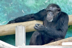 チンパンジー(天王寺動物園)