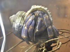 オカヤドカリ(板橋区立熱帯環境植物館)