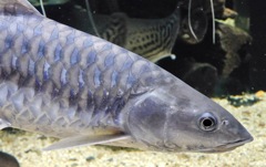 ゴールデンマハシール(カワスイ　川崎水族館)