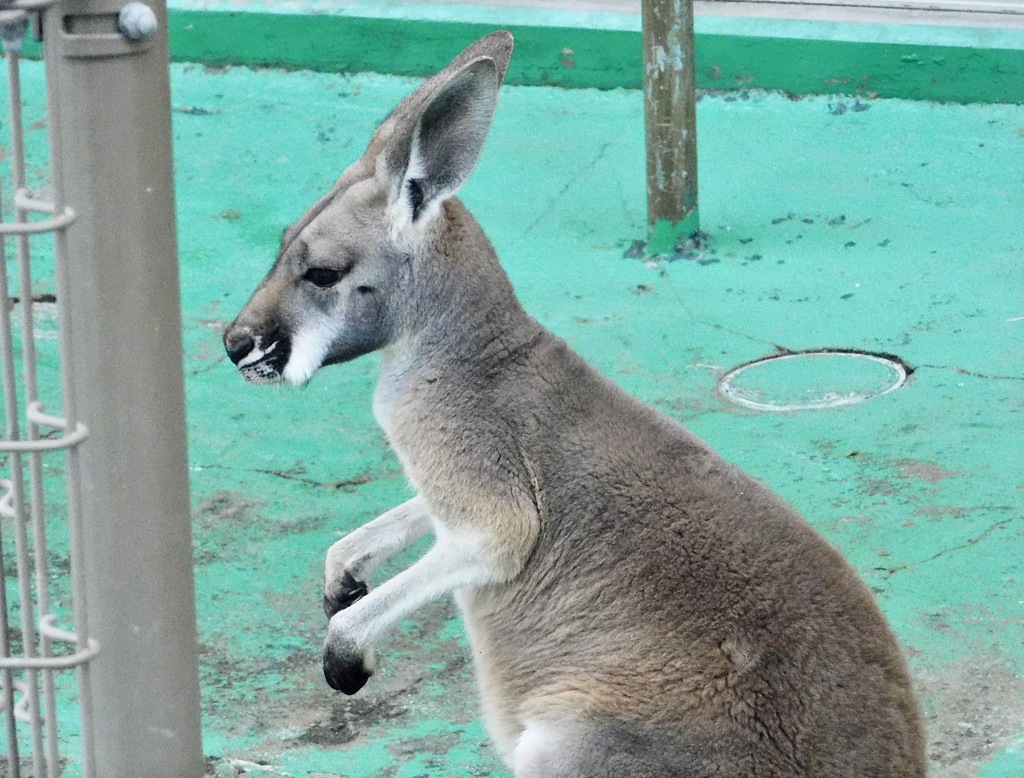 アカカンガルーの子供(浦安市交通公園)