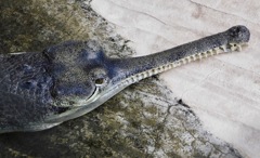 インドガビアル(野毛山動物園)