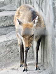 ヤクシカ(井の頭自然文化園)