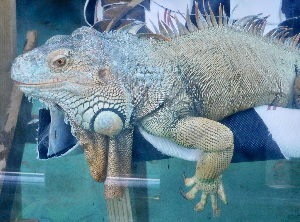 グリーンイグアナ(東武動物公園)