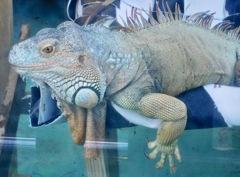 グリーンイグアナ(東武動物公園)