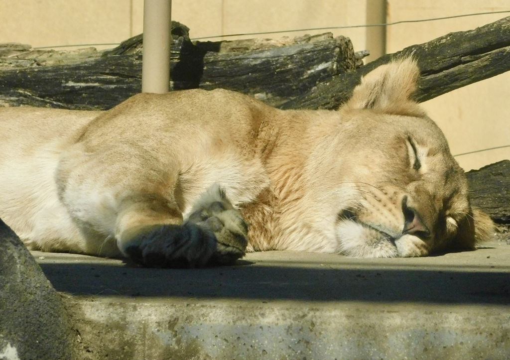 寝ているメスライオン(東武動物公園)