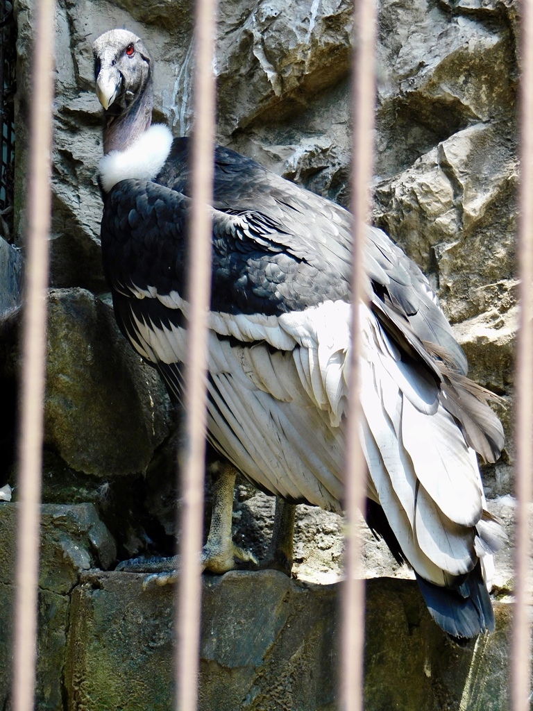コンドル(上野動物園)