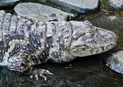 クチヒロカイマン(熱川バナナワニ園)