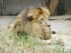 オスのライオン(天王寺動物園)