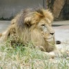 オスのライオン(天王寺動物園)