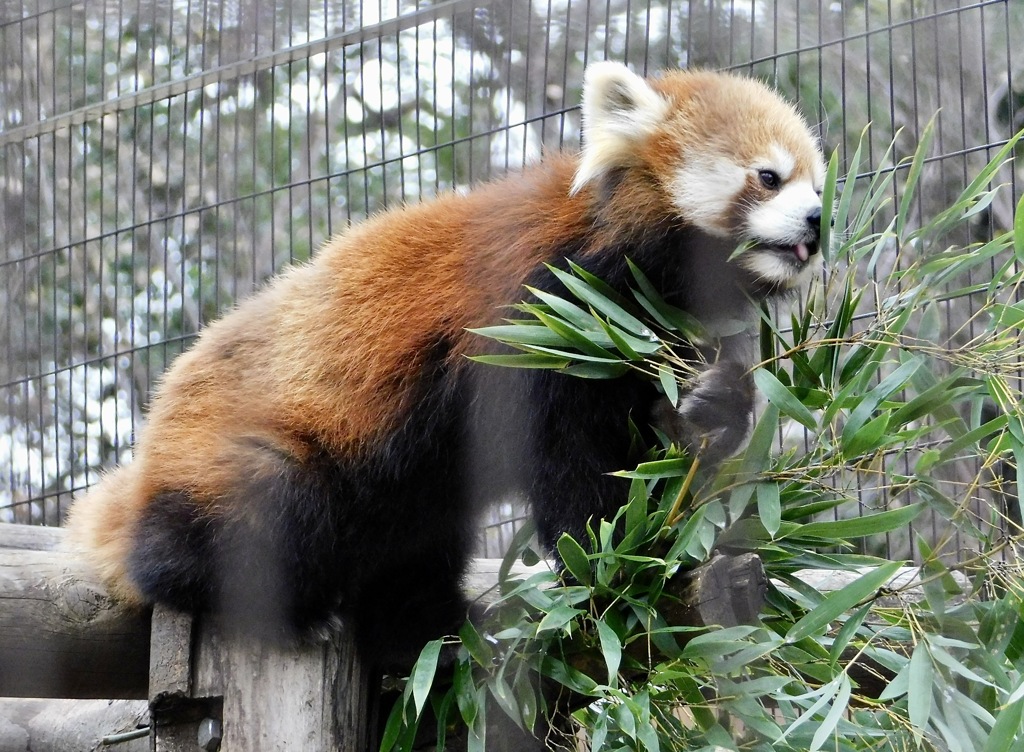 シセンレッサーパンダ(夢見ヶ崎動物公園)