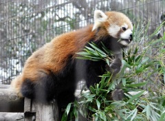 シセンレッサーパンダ(夢見ヶ崎動物公園)